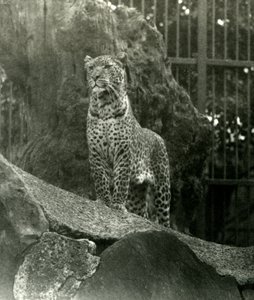 Leopardo Rex de pie sobre rocas en su recinto en el Zoológico de Londres, 1923
